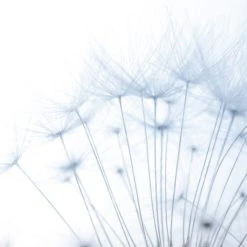 Dunelm Dandelion Mural Blue 11 Dunelm Dandelion Mural Blue -Furn Shop 1000185485 alt03