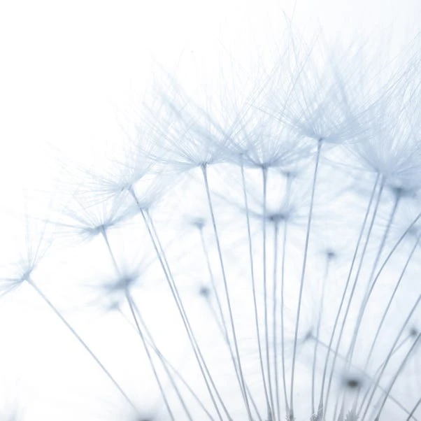 Dunelm Dandelion Mural Blue 7 Dunelm Dandelion Mural Blue - Image 5