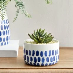 Dunelm Coastal Dottie Mini Succulent