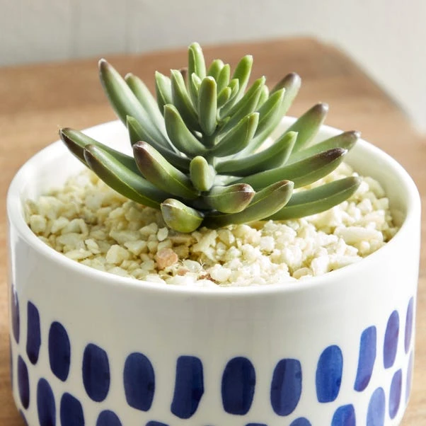 Dunelm Coastal Dottie Mini Succulent 4 Dunelm Coastal Dottie Mini Succulent - Image 2