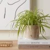 Dunelm Ceramic Bee Plant Pot 2 Dunelm Ceramic Bee Plant Pot -Furn Shop 30751215