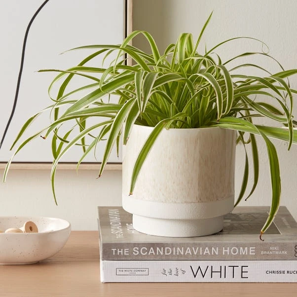 Dorma Purity Plant Pot Cream 15cm 3 Dorma Purity Plant Pot Cream 15cm