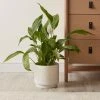 Dorma Purity Plant Pot Cream 22cm -Furn Shop 30752244