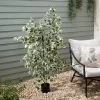 Dunelm Variegated Ficus Tree 155cm -Furn Shop 30792525